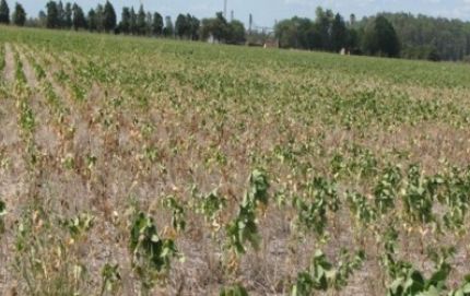 Resolución: Emergencia agropecuaria para el norte de Santa Fe 
