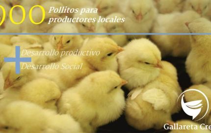 Se entregaron 900 pollitos y alimento balanceado a productores locales