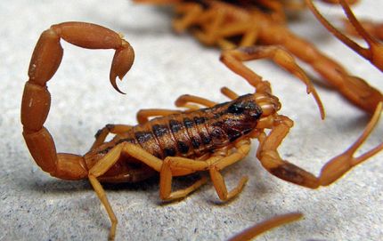 RECOMENDACIONES FRENTE A LA PRESENCIA DE ALACRANES
