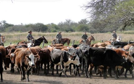 SECUESTRO DE 42 VACUNOS EN LA ZONA RURAL DE ALEJANDRA