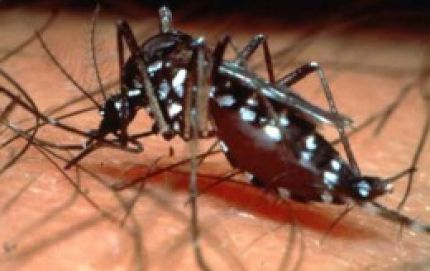 Científicos comprueban que un hongo elimina el mosquito que transmite chikungunya y dengue