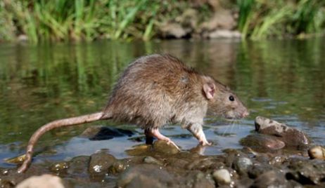 Avellaneda: confirman 7 casos de leptospirosis y otros tantos en estudio