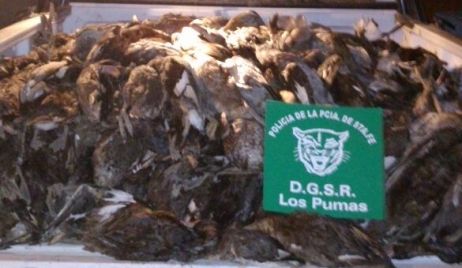 Secuestro de 50 aves silvestres producto de caza furtiva.