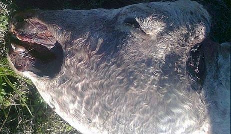Apareció otro animal vacuno mutilado en El Sombrerito