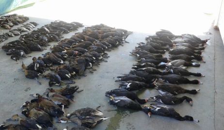 Protección de fauna: Secuestro de casi 200 patos y dos armas de fuego