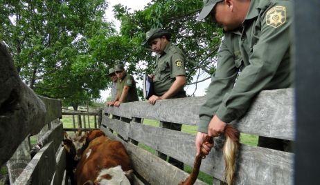 Romang: Secuestro de 20 animales por parte de La Guardia Rural 