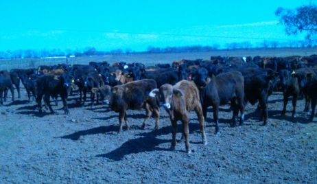 Seguridad Rural esclarece robo de terneros en el departamento San Cristóbal