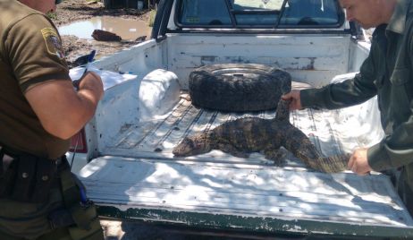 Decomiso de un yacaré por parte de la Guardia Rural Los Pumas