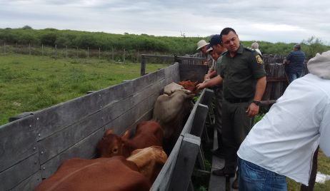 Secuestro preventivo de 19 animales