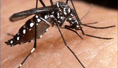 Confirman cuatro casos de dengue en la provincia de Santa Fe