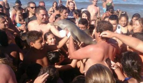 Apareció un delfín en las costas de Santa Teresita, lo retiraron del mar para sacarle fotos y murió