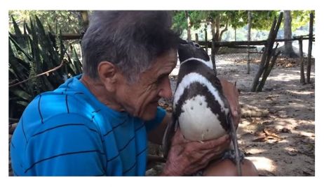 Un pingüino nadó 8.000 kilómetros para encontrarse con el hombre que lo salvó