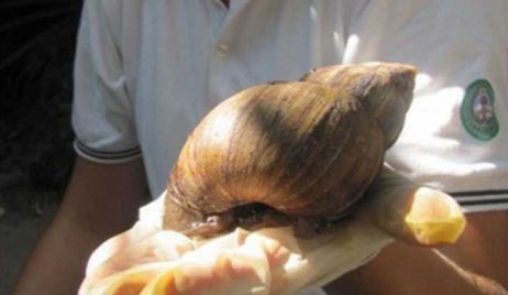 Alarma en Corrientes por la presencia de caracoles africanos gigantes