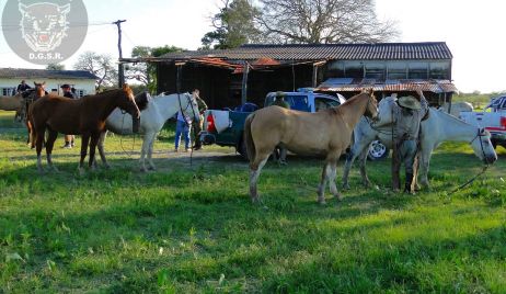 Secuestro de 40 animales vacunos con adulteraciones de marca