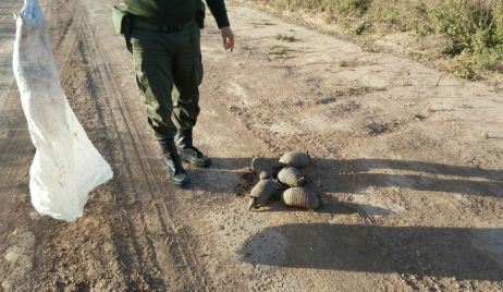 Depredación de la  fauna santafesina