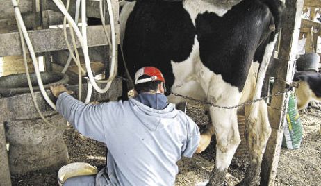 Lechería: la cruda realidad