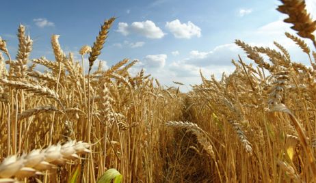 Campaña 2016/17: se esperan rotaciones más equilibradas en los planteos agrícolas CREA