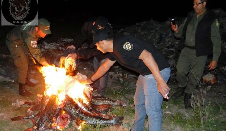 DECOMISARON  150 KG. DE SURUBÍES.