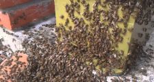 MURIÓ UN HOMBRE ATACADO POR UN ENJAMBRE DE ABEJAS.