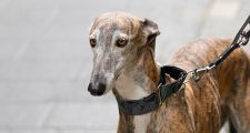 Es ley la prohibición de las carreras de galgos en todo el país