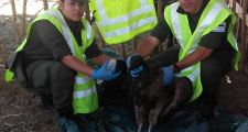 GENDARMERÍA NACIONAL RESCATÓ A UN CÓNDOR ANDINO QUE SE ENCONTRABA HERIDO