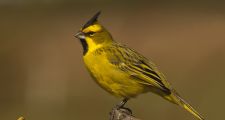 Advierten sobre una seria merma de aves en territorio santafesino