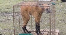 Un Aguará Guazú (especie en peligro de extinción) fue hallado en la zona rural de El Sombrerito.