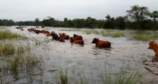 BAUCERO SOLICITA UN PLAN DE CONTINGENCIA PARA PEQUEÑOS GANADEROS ANTE LA CRECIDA DEL PARANÁ