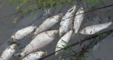 El Ministerio de Medio Ambiente descarta que la mortandad de peces en el arroyo El Rey de Reconquista sea producto de contaminación