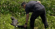 LIBERARON EN RECONQUISTA A UN YACARÉ NEGRO RESCATADO EN LA LAGUNA  SETÚBAL