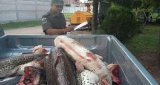 Secuestraron e incineraron casi media tonelada de pescado no apto para consumo humano