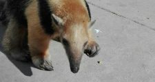 Oso Melero fue devuelto a su hábitat natural.