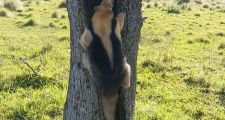 Oso Melero fue devuelto a su hábitat natural.