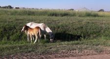 Parte de prensa de las últimas intervenciones de la Guardia Rural