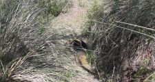 Procedimientos de la Guardia Rural Los Pumas