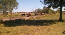 Varios procedimientos de la Guardia Rural 