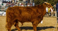 El extraño de pelo largo que desconcierta en la Rural