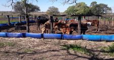 Ultimos procedimientos de la Guardia Rural 