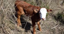 Ultimos procedimientos de la Guardia Rural 