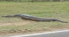 Impresionante: divisaron una boa curiyú que superaba los 2 metros en Mburucuyá