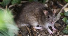 Hantavirus: confirmaron un caso de contagio en provincia de Buenos Aires