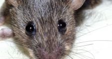 El Ministerio de Salud confirmó un caso de hantavirus en la ciudad de Esperanza.