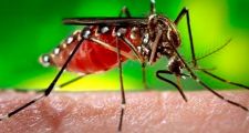 CIUDAD DE SANTA FE: 11 casos de dengue confirmados.