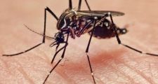 Son 19 los casos de dengue confirmados en la ciudad de Santa Fe