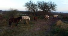 Procedimientos de la Guardia Rural 