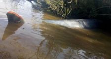 Encuentran muerta una ballena en el Río Paraná