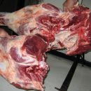 SECUESTRO DE ESCOPETAS Y FAENA DE ANIMALES OVINOS