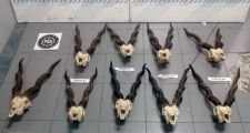 La PSA decomisó nueve cráneos de antílope en el Aeropuerto de Ezeiza