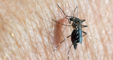 DENGUE: LA PROVINCIA BRINDÓ RECOMENDACIONES A EQUIPOS DE SALUD