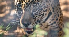 AUMENTO POBLACIONAL DEL YAGUARETÉ EN EL PARQUE NACIONAL  IGUAZÚ